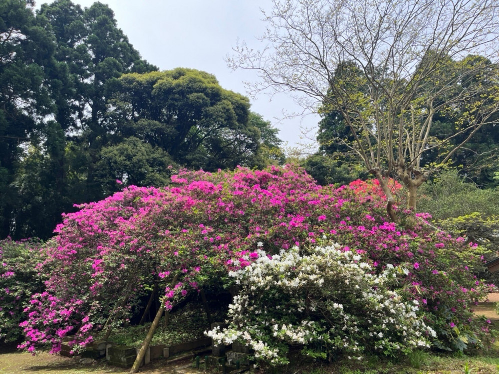 令和6年 圓實寺の大ツツジ開花状況-つつじ1