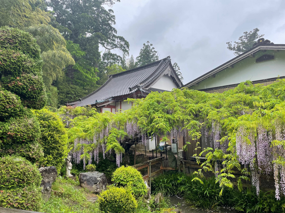 令和6年 木積龍頭寺大フジ開花状況-5.1_2