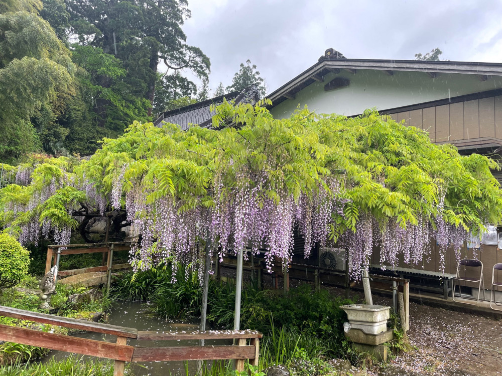 令和6年 木積龍頭寺大フジ開花状況-5.1_1