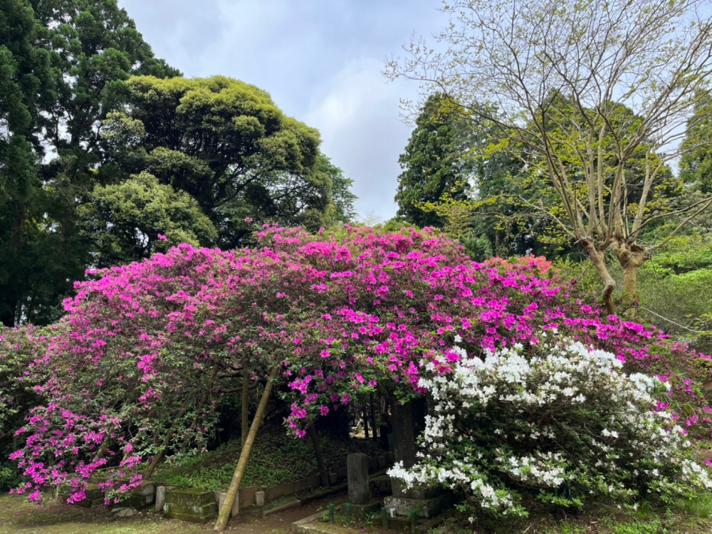 令和6年 圓實寺の大ツツジ開花状況-4.30_1