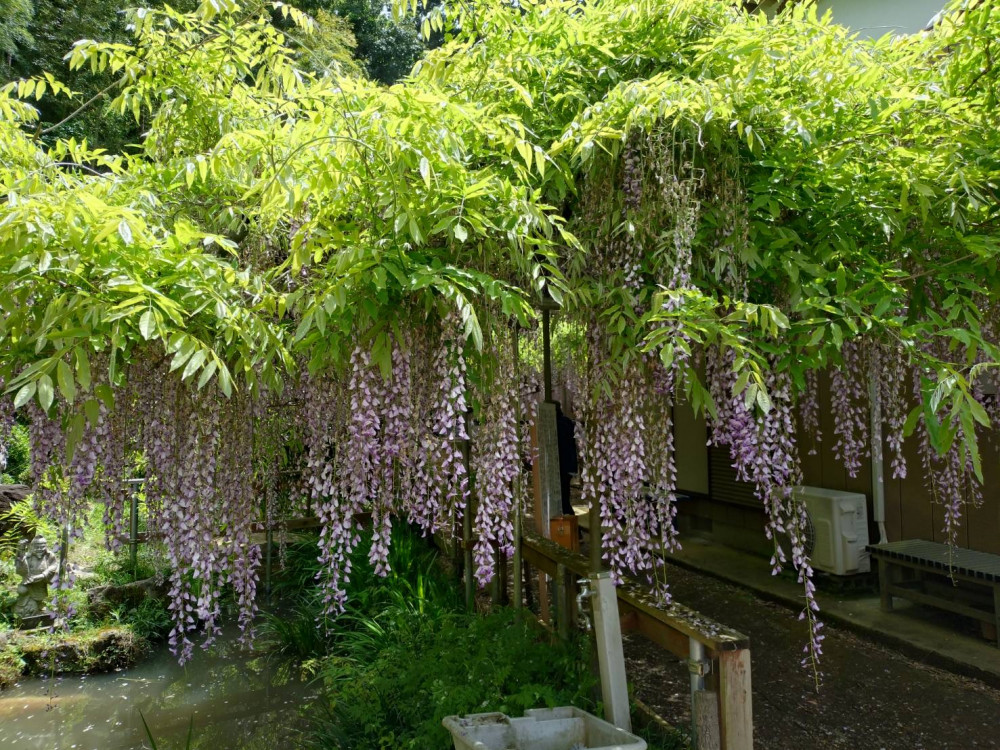 令和6年 木積龍頭寺大フジ開花状況-5.2_3