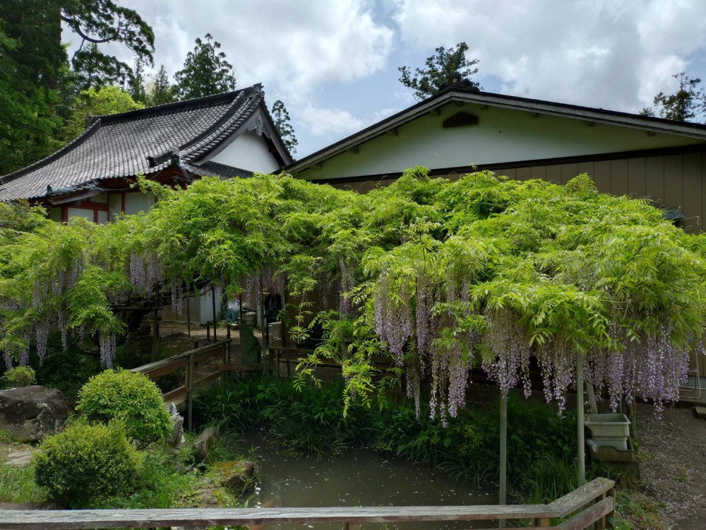 令和6年 木積龍頭寺大フジ開花状況-5.2_1