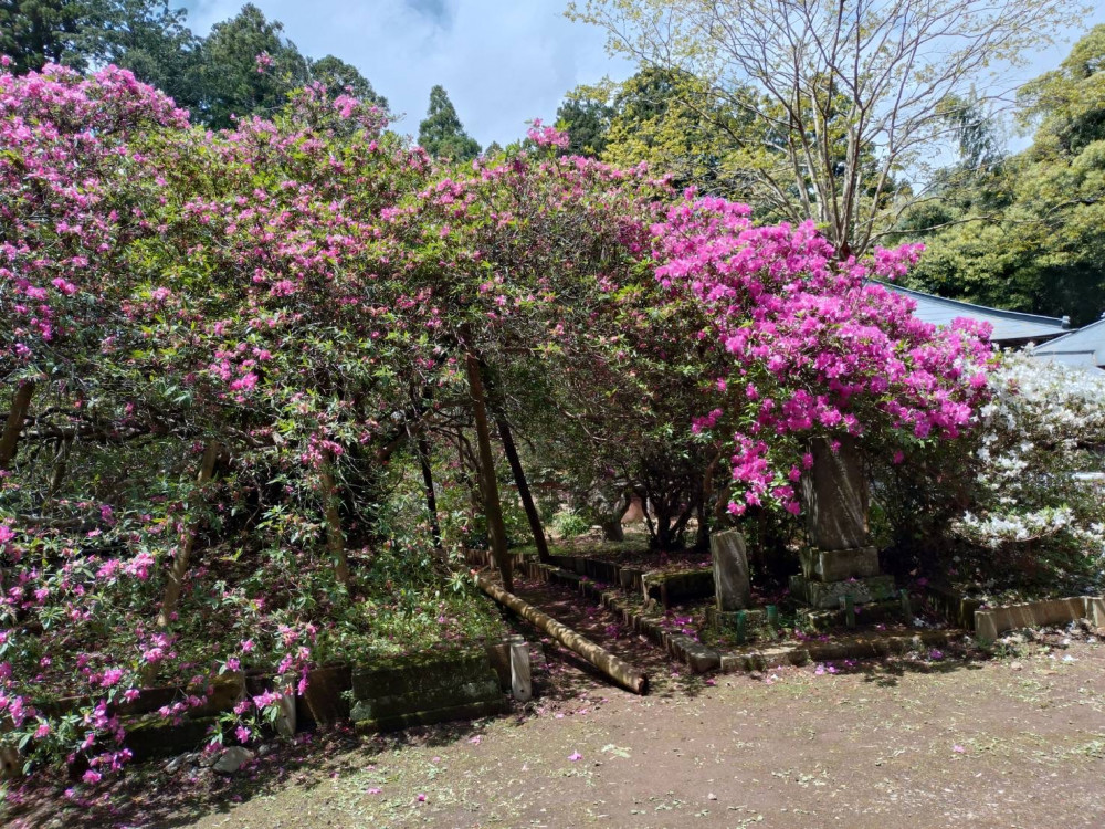 令和6年 圓實寺の大ツツジ開花状況-5.2_2