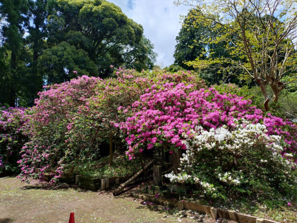 令和6年 圓實寺の大ツツジ開花状況-5.2_1