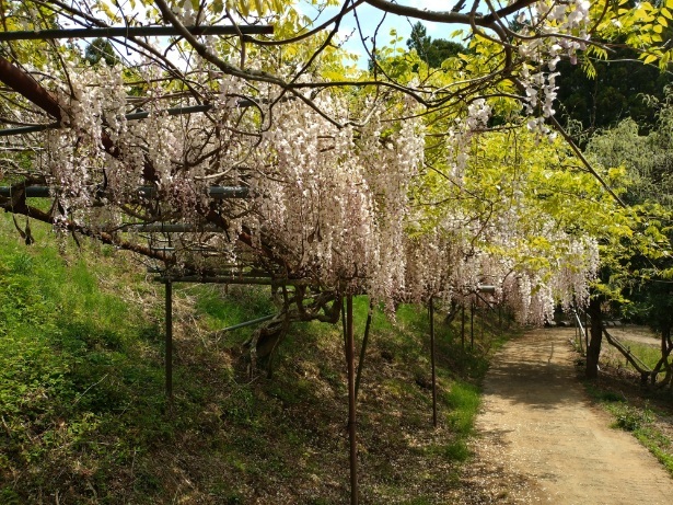 令和7年 木積龍頭寺大フジ開花状況-4月26日(土曜日)
