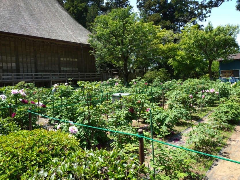 令和7年 飯高寺ボタン園開花状況-4月27日（日曜日）