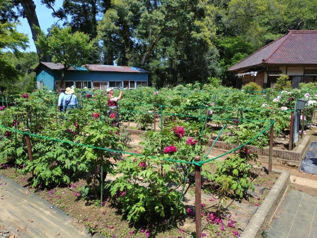 令和7年 飯高寺ボタン園開花状況-4月27日（日曜日）
