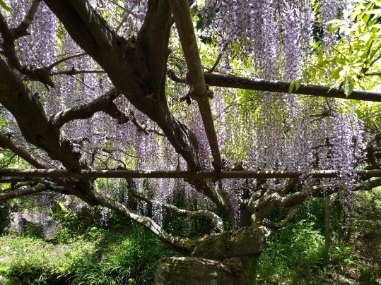 令和7年 木積龍頭寺大フジ開花状況-4月30日（水曜日）