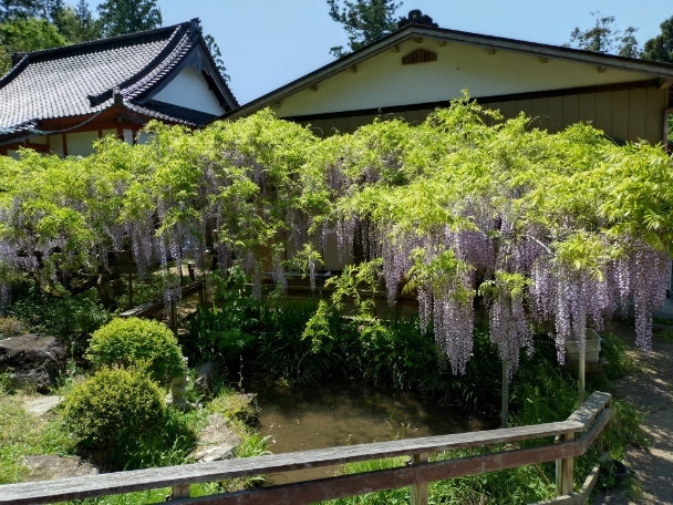 令和7年 木積龍頭寺大フジ開花状況-4月30日（水曜日）