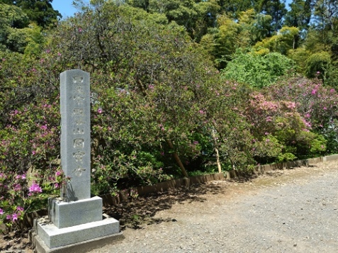 令和7年 圓實寺の大ツツジ開花状況-4月30日（水曜日）