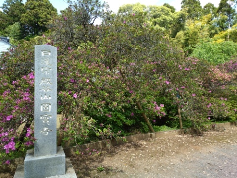 令和7年 圓實寺の大ツツジ開花状況-5月1日（木曜日）