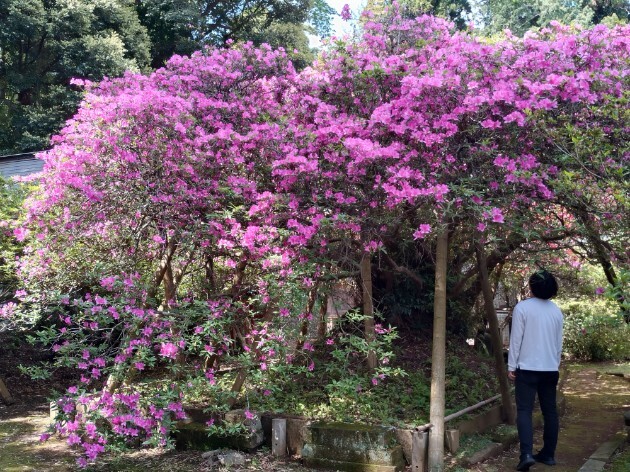 令和7年 圓實寺の大ツツジ開花状況-5月1日（木曜日）