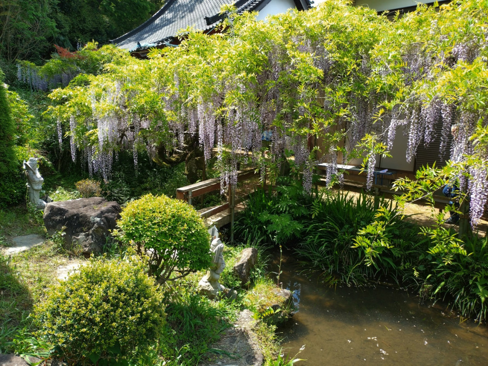 令和7年 木積龍頭寺大フジ開花状況-5月1日（木曜日）