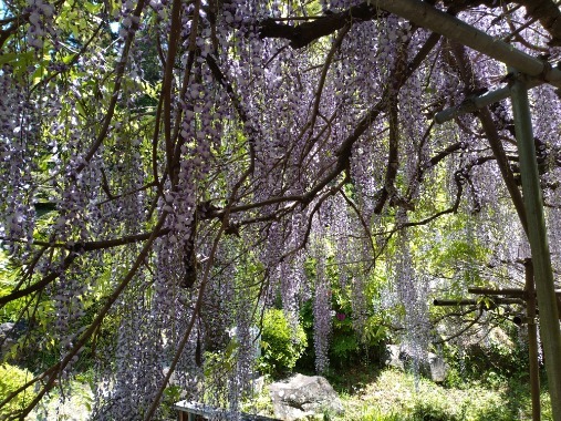 令和7年 木積龍頭寺大フジ開花状況-5月1日（木曜日）