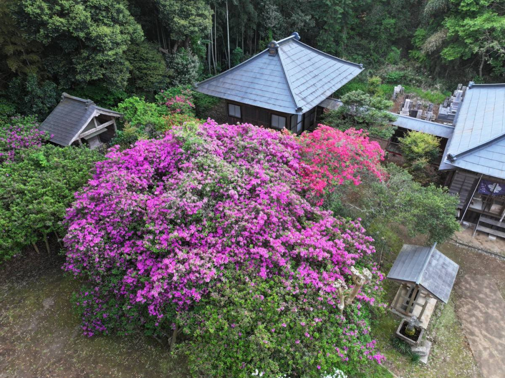 令和7年 圓實寺の大ツツジ開花状況-5月1日（木曜日）