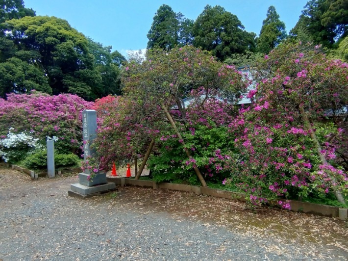 令和7年 圓實寺の大ツツジ開花状況-5月3日（木曜日）