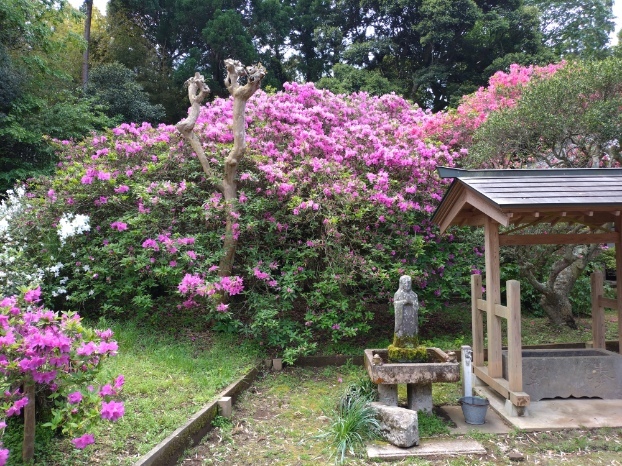 令和7年 圓實寺の大ツツジ開花状況-5月3日（木曜日）