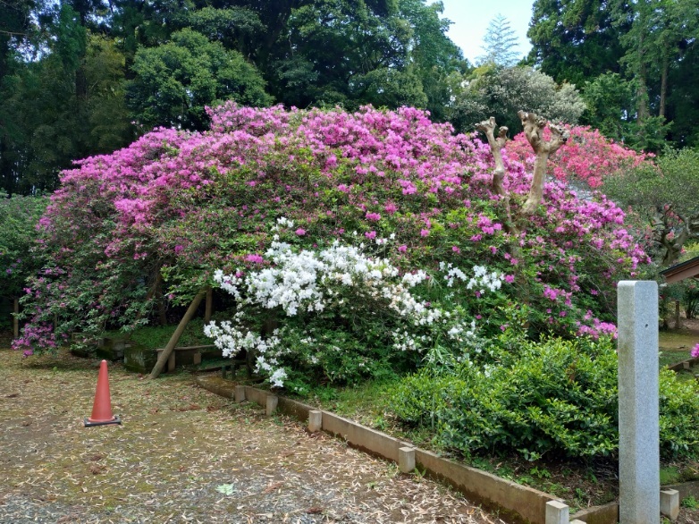 令和7年 圓實寺の大ツツジ開花状況-5月3日（木曜日）