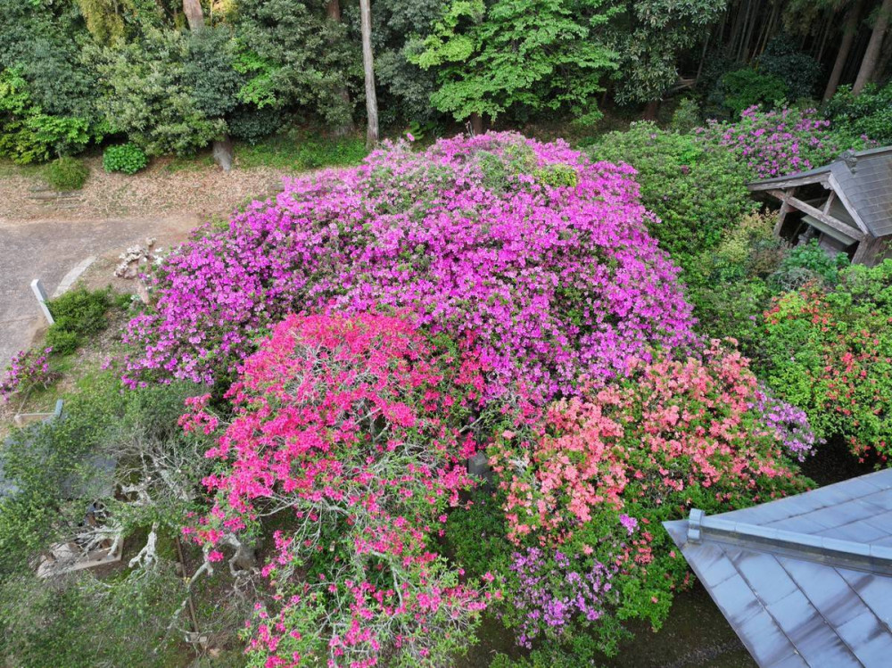 令和7年 圓實寺の大ツツジ開花状況-5月1日（木曜日）