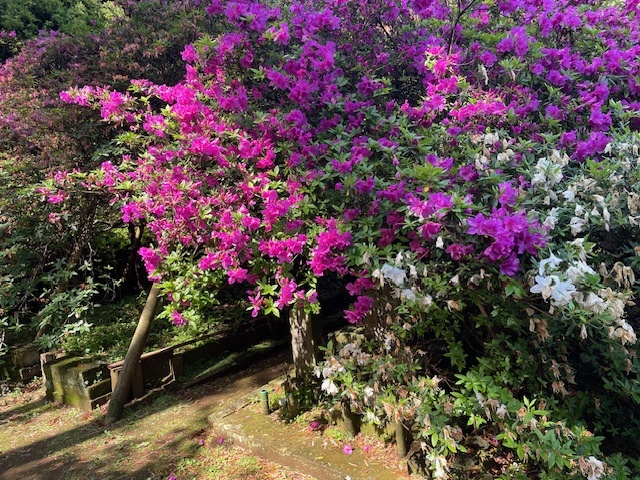 令和7年 圓實寺の大ツツジ開花状況-5月7日(水曜日)