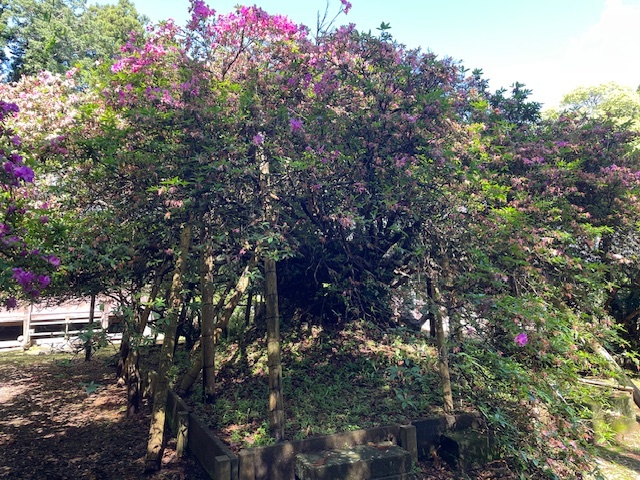 令和7年 圓實寺の大ツツジ開花状況-5月7日(水曜日)