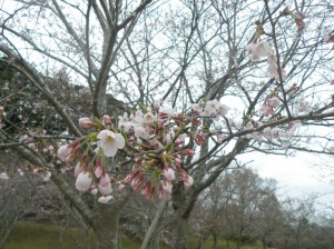 3月29日（金曜日）の写真