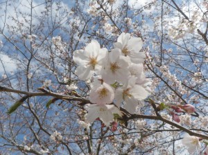 4月1日（月曜日）の写真