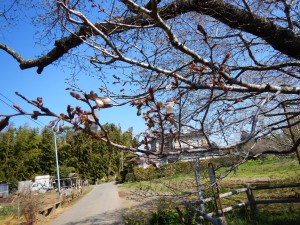 4月3日（水曜日）の写真