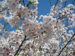 4月9日（火曜日）の写真