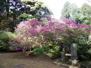 5月6日(月曜日)の写真