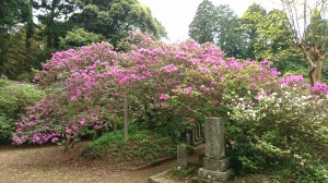 5月7日（火曜日）の写真