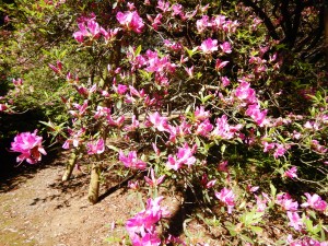 ５月８日（水曜日）の写真