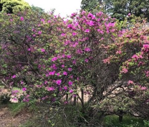 5月9日（木曜日）の写真