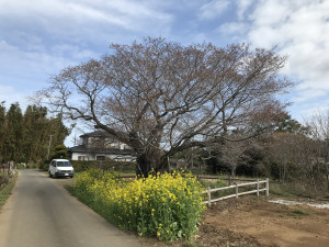 3月25日（木曜日）の写真