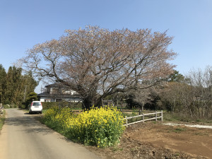 3月27日（土曜日）の写真