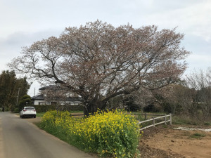 3月28日（日曜日）の写真