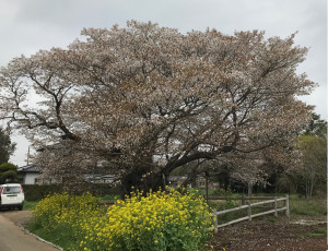 3月30日（火曜日）の写真