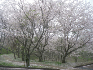 3月30日（火曜日）の写真