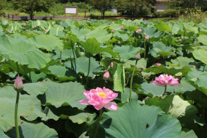 8月6日（金曜日）の写真