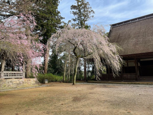 4月6日（水曜日）の写真