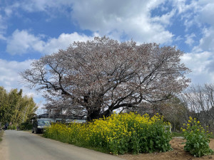 4月9日（土曜日）の写真