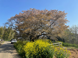 4月12日（火曜日）の写真