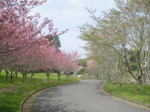 4月13日（水曜日）の写真