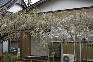 ４月２０日（水曜日）の写真