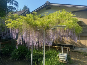 5月4日(水曜日)の写真