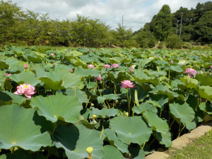 7月27日（水曜日）の写真