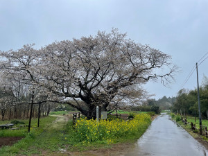 3月26日（日曜日）の写真