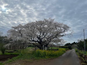 3月27日（月曜日）の写真