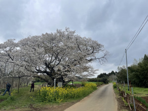 3月28日（火曜日）の写真