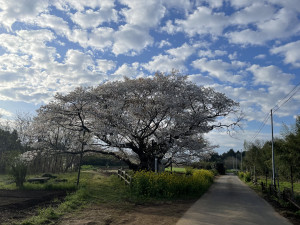 3月29日（水曜日）の写真